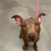 Thumbnail photo of Carhartt #3