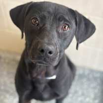 Thumbnail photo of Kilo #1