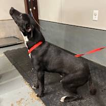 Thumbnail photo of Pibb #2