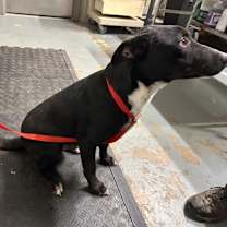 Thumbnail photo of Pibb #3