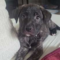 Thumbnail photo of Ash #1