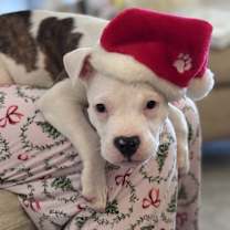 Thumbnail photo of Snoop Dogg #1