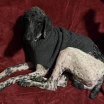 Thumbnail photo of Hal #3