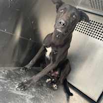 Thumbnail photo of Babar #2