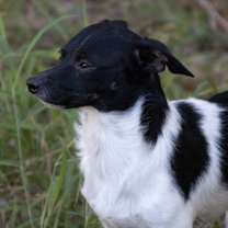 Thumbnail photo of Oreo #4