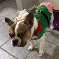 Thumbnail photo of Bruno #4