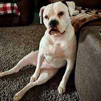 Thumbnail photo of Belle #2