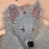 Thumbnail photo of Blizzard #1