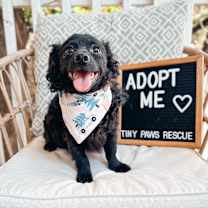 Thumbnail photo of Bijou #3