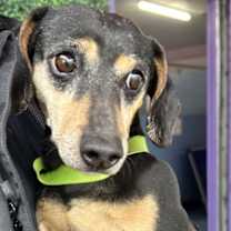 Thumbnail photo of 60014298 #2