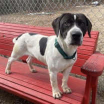 Thumbnail photo of Hamilton #3