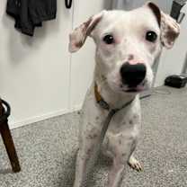 Thumbnail photo of Brewster #1