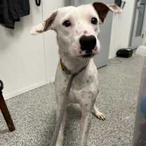 Thumbnail photo of Brewster #2