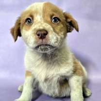 Thumbnail photo of Bindi #1