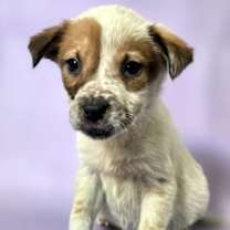 Thumbnail photo of Bluebell #3