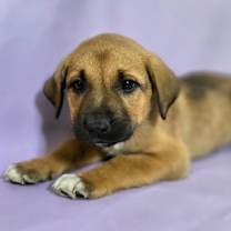 Thumbnail photo of Sable #3