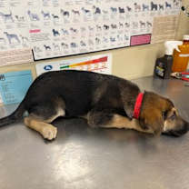 Thumbnail photo of El #3