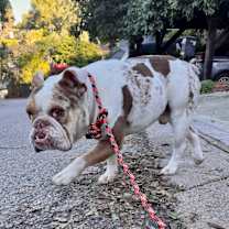 Thumbnail photo of Atwood #3