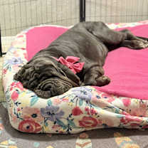 Thumbnail photo of Fiona #4