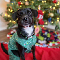 Thumbnail photo of Priya #1