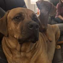 Thumbnail photo of Goober #1