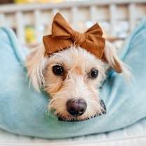 Thumbnail photo of Bitsy #2