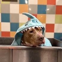 Thumbnail photo of Tilly #1