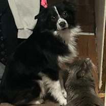 Thumbnail photo of Izzy #2