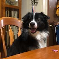 Thumbnail photo of Izzy #3