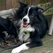 Thumbnail photo of Izzy #4