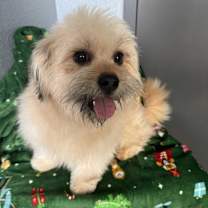 Thumbnail photo of Hermey Cornelius #2