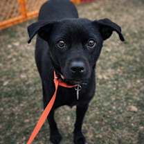 Thumbnail photo of Rozata #1