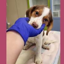 Thumbnail photo of Dog Kennel #35 #1