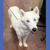 Thumbnail photo of Dog Kennel # 20 Damian /Bear #1