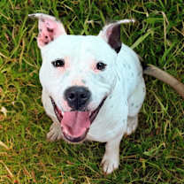 Thumbnail photo of Peppermint #1