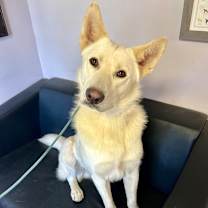 Thumbnail photo of Remus #1