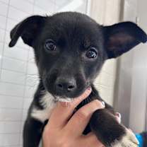 Thumbnail photo of Zulu #2