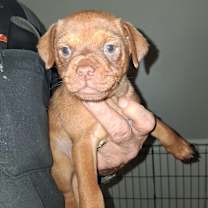 Thumbnail photo of Coal GC #1