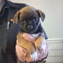 Thumbnail photo of Dasher GC #1