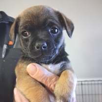 Thumbnail photo of Dasher GC #3