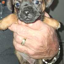 Thumbnail photo of Cocoa GC #2