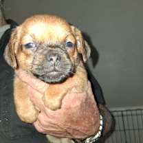 Thumbnail photo of Cinnamon GC #3