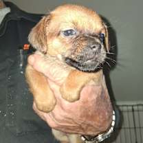 Thumbnail photo of Cinnamon GC #2