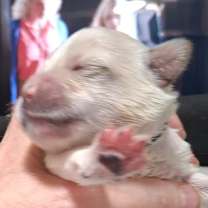 Thumbnail photo of Caramel JuM/GC #2