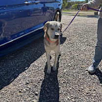 Thumbnail photo of Shrek JuM #2