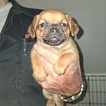 Thumbnail photo of Cinnamon GC #1