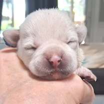 Thumbnail photo of Pearl JuM/GC #2