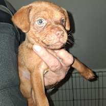 Thumbnail photo of Coal GC #2