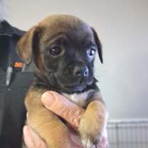 Thumbnail photo of Dasher GC #4