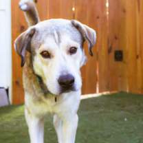 Thumbnail photo of Shrek JuM #4